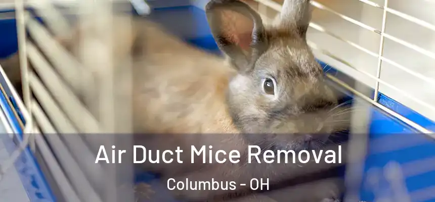 Air Duct Mice Removal Columbus - OH